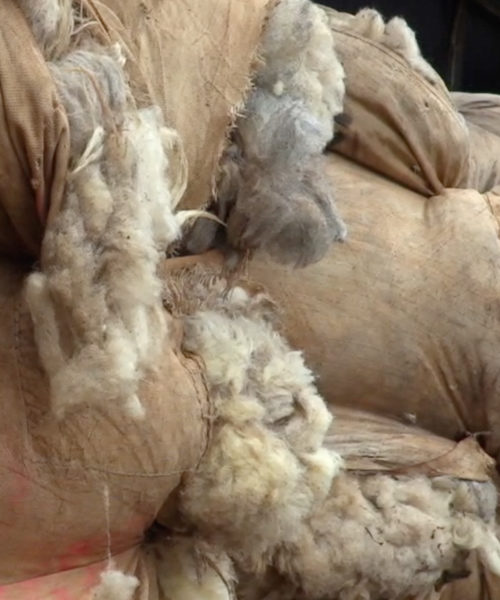 Texeldroom baal wol